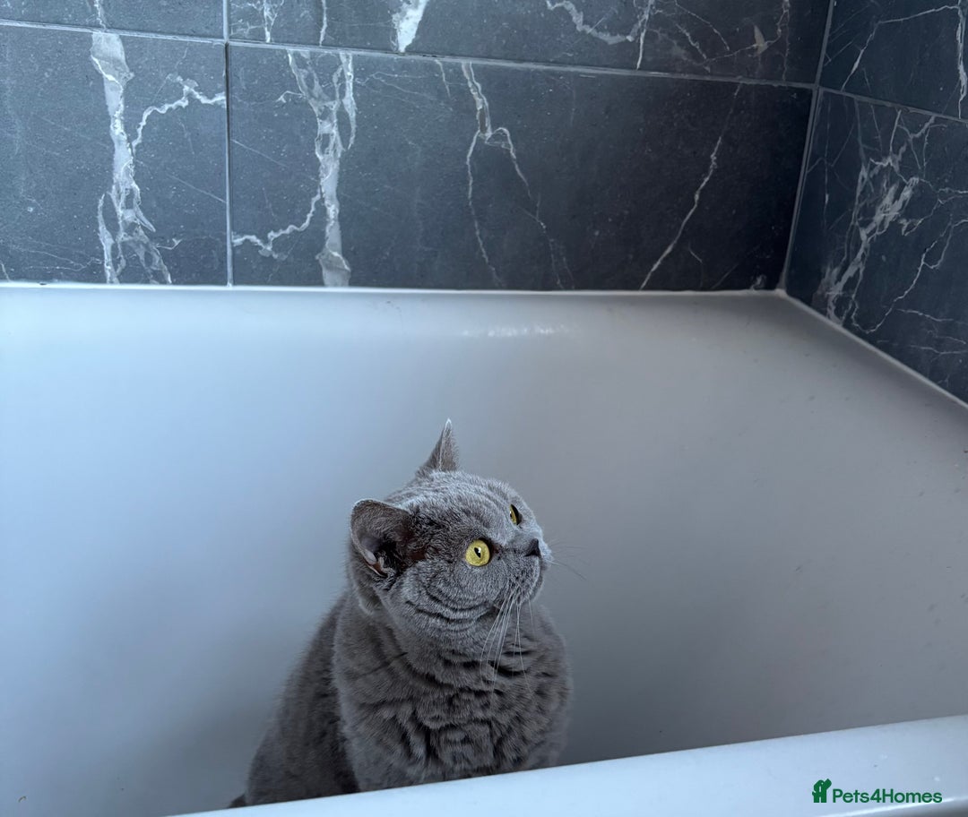 British Shorthair cats for sale: British Shorthair female for adoption - Image 2