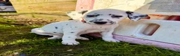 Dalmatian dogs for sale: Unexpectedly re-available Dalmatian girl-ready now - Advert 12