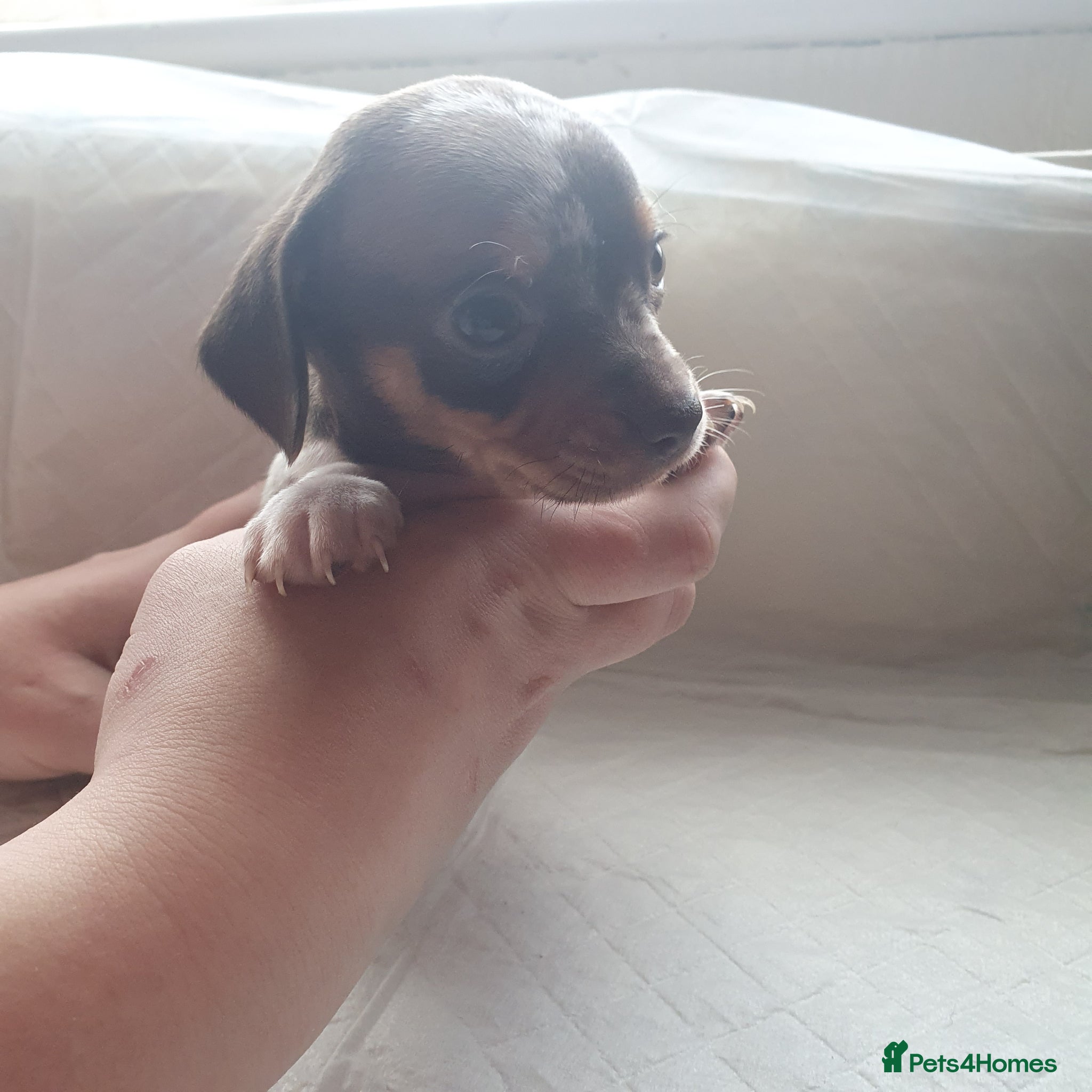 Chiweenie dogs 5 beautiful puppy's 3 boys and 2 girls - Advert 1