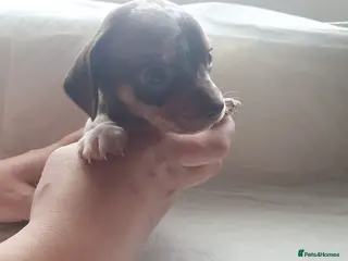 Chiweenie dogs 5 beautiful puppy's 3 boys and 2 girls - Advert 6