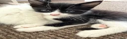 Mixed Breed cats for sale: Adorable kittens for sale - Advert 3