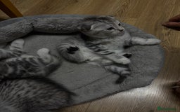 Scottish Fold cats for sale: 4 little Scottish kittens.🤍 - Image 3