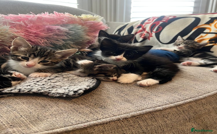 Mixed Breed cats - Advert 7