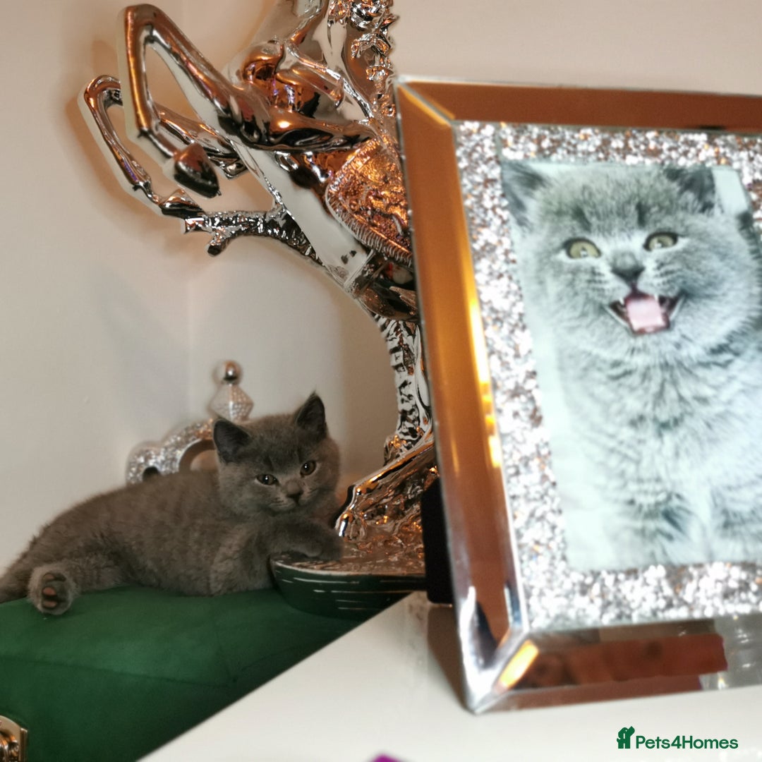 British Shorthair cats for sale: 🐾 British Shorthair Blue – 4 Female Kittens  - Image 7