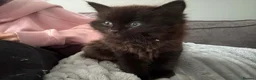 Ragdoll cats for sale: ** READY TO LEAVE ** Ragdoll X kittens  - Advert 3