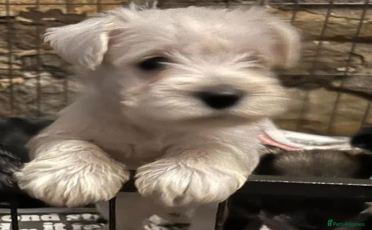 Miniature Schnauzer dogs - Advert 3