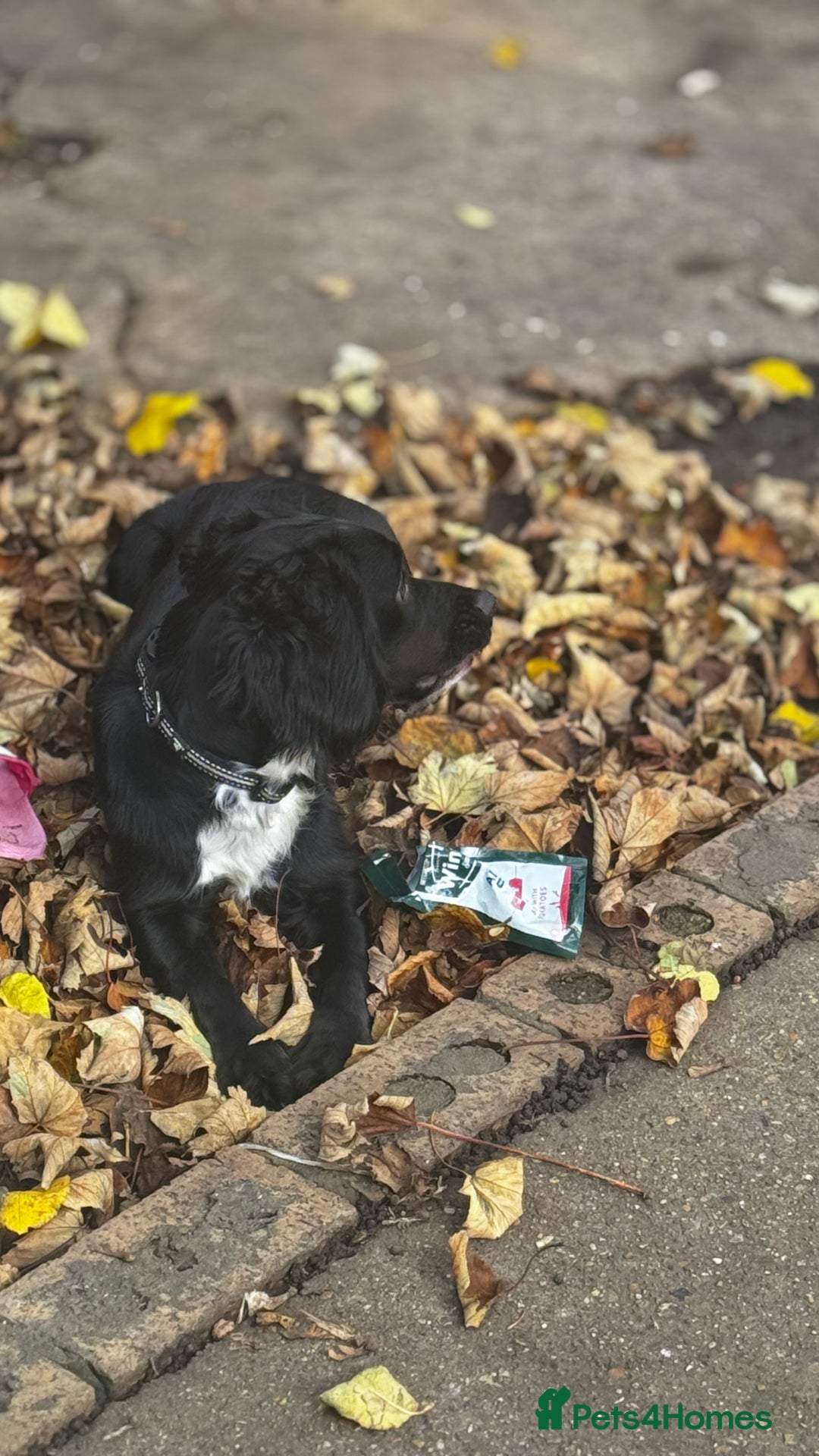 Cocker Spaniel dogs for sale: Beautiful Cocker Spaniel Girl for Sale – Leaving t - Advert 1