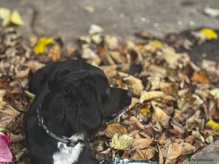Cocker Spaniel dogs Beautiful Cocker Spaniel Girl for Sale – Leaving t - Advert 1