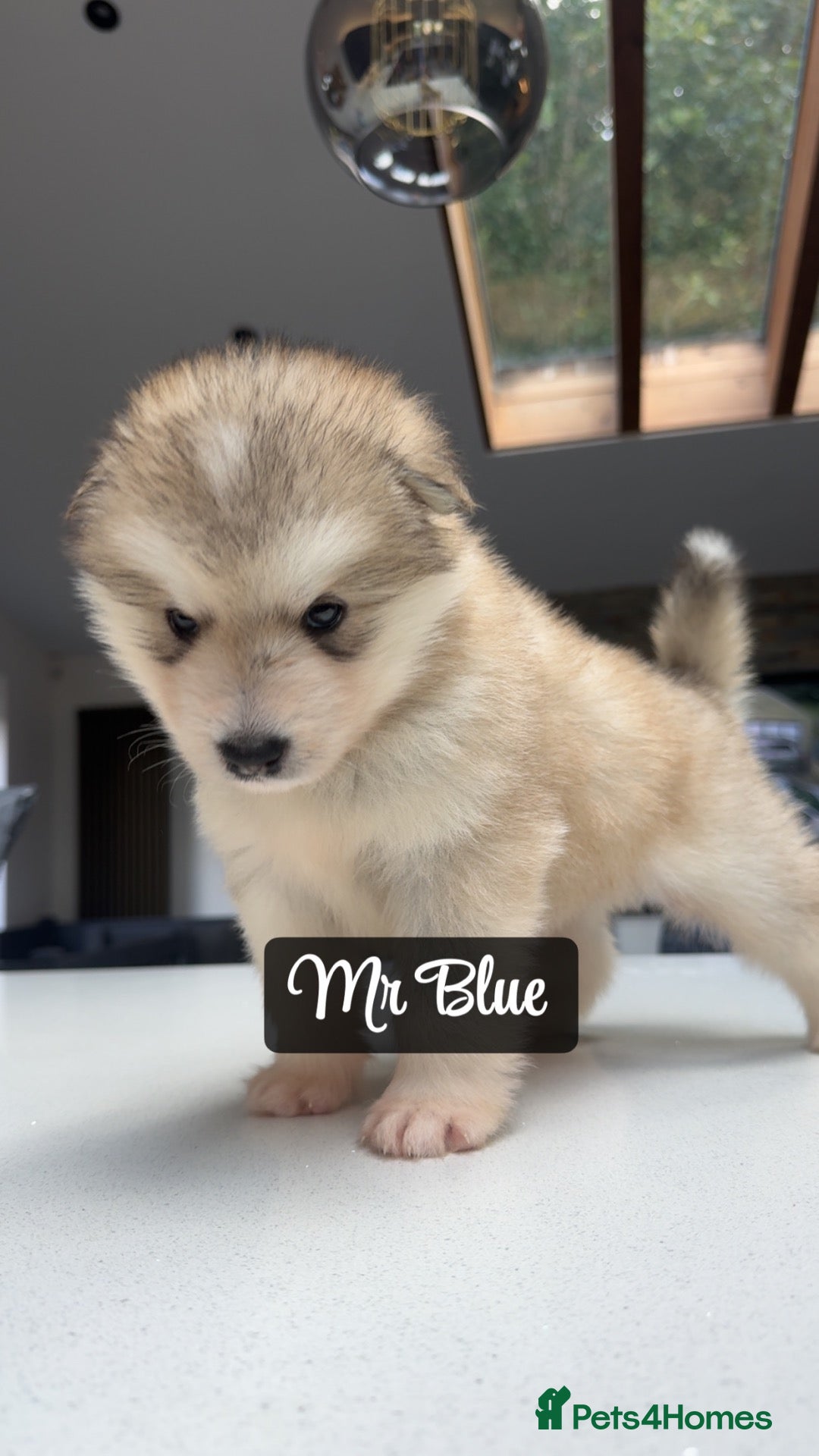 Alaskan Malamute dogs Behaviourist Raised Malamute Champion Line Pups  - Advert 2