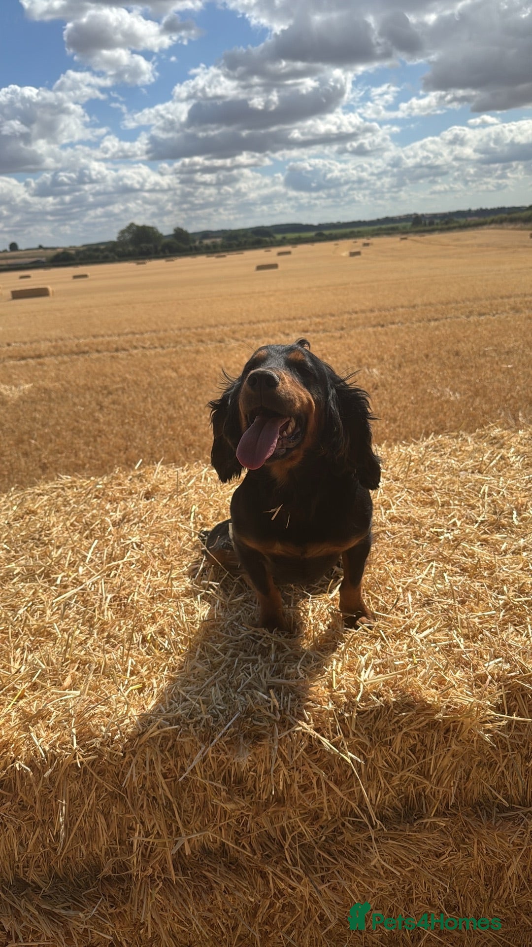Cocker Spaniel dogs Working black and tan cocker  - Advert 2