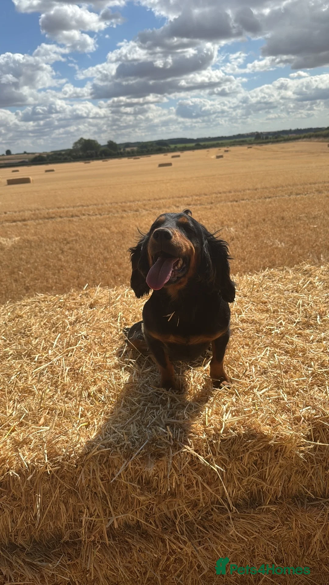 Cocker Spaniel dogs for stud: Working black and tan cocker  in Retford - Advert 2