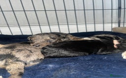 Mixed Breed dogs for sale: Cavapoochon X cockapoo - Image 16