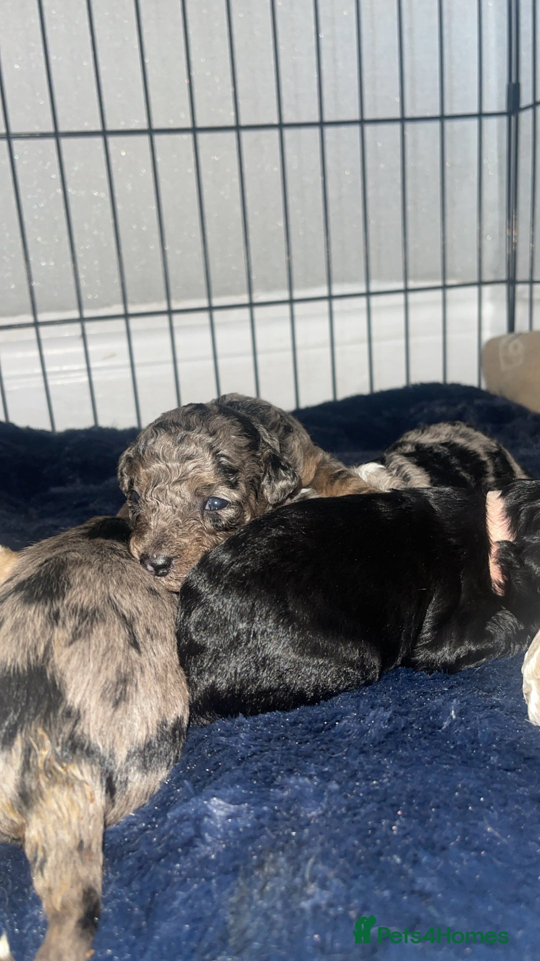 Mixed Breed dogs for sale: Cavapoochon X cockapoo - Image 16