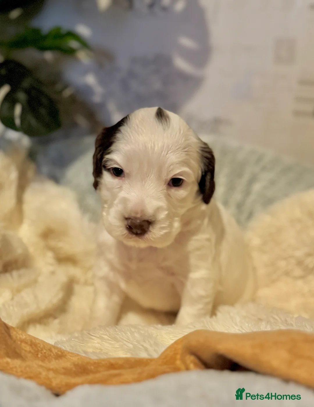 Sprocker dogs for sale: Beautiful Sprocker Spaniel pups  - Advert 17