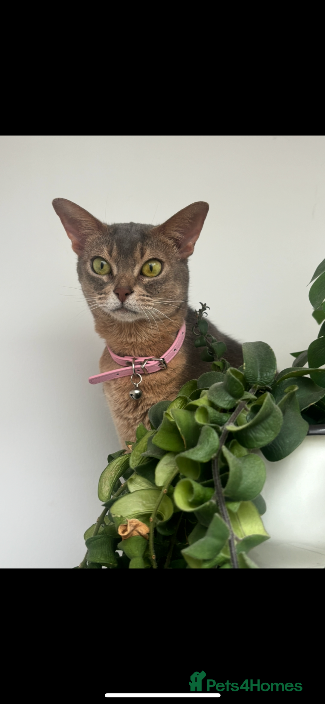 Abyssinian cats for sale: Loving Home Needed For Beautiful Abyssinian - Advert 4