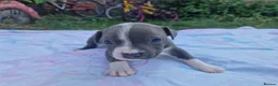 Staffordshire Bull Terrier dogs for sale: Staffordshire bully puppies  - Advert 21