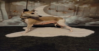 Whippet dogs - Advert 2