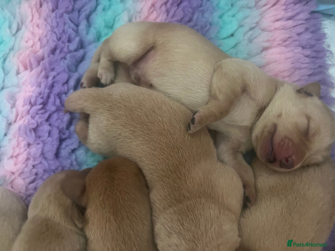 Labrador Retriever dogs for sale: 2 Labrador Retrievers girls left  - Advert 8