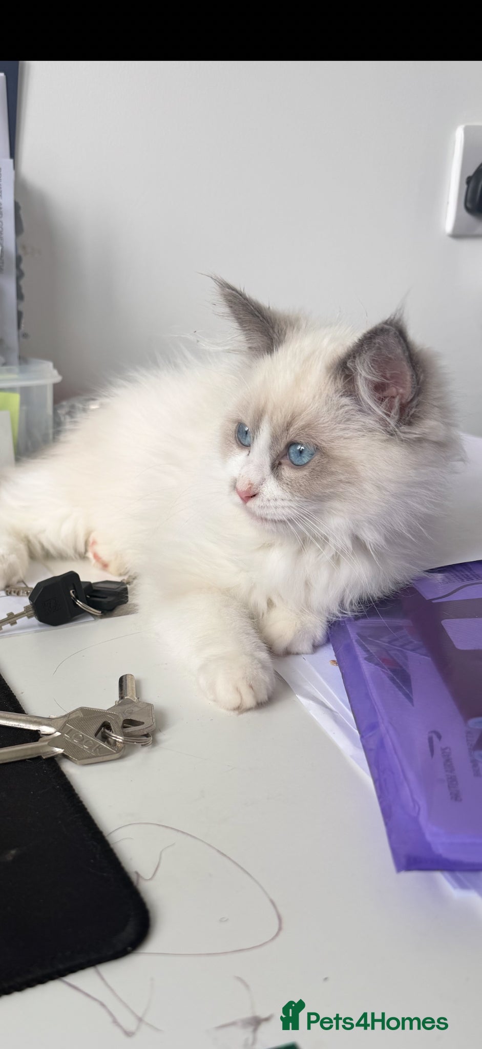 Ragdoll cats Beautiful ragdoll - Advert 15
