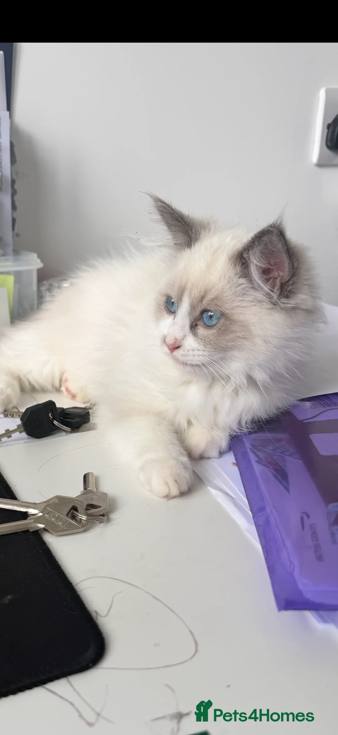 Ragdoll cats for sale: Beautiful ragdoll in Abingdon - Advert 1