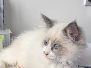 Ragdoll cats Beautiful ragdoll - Advert 3