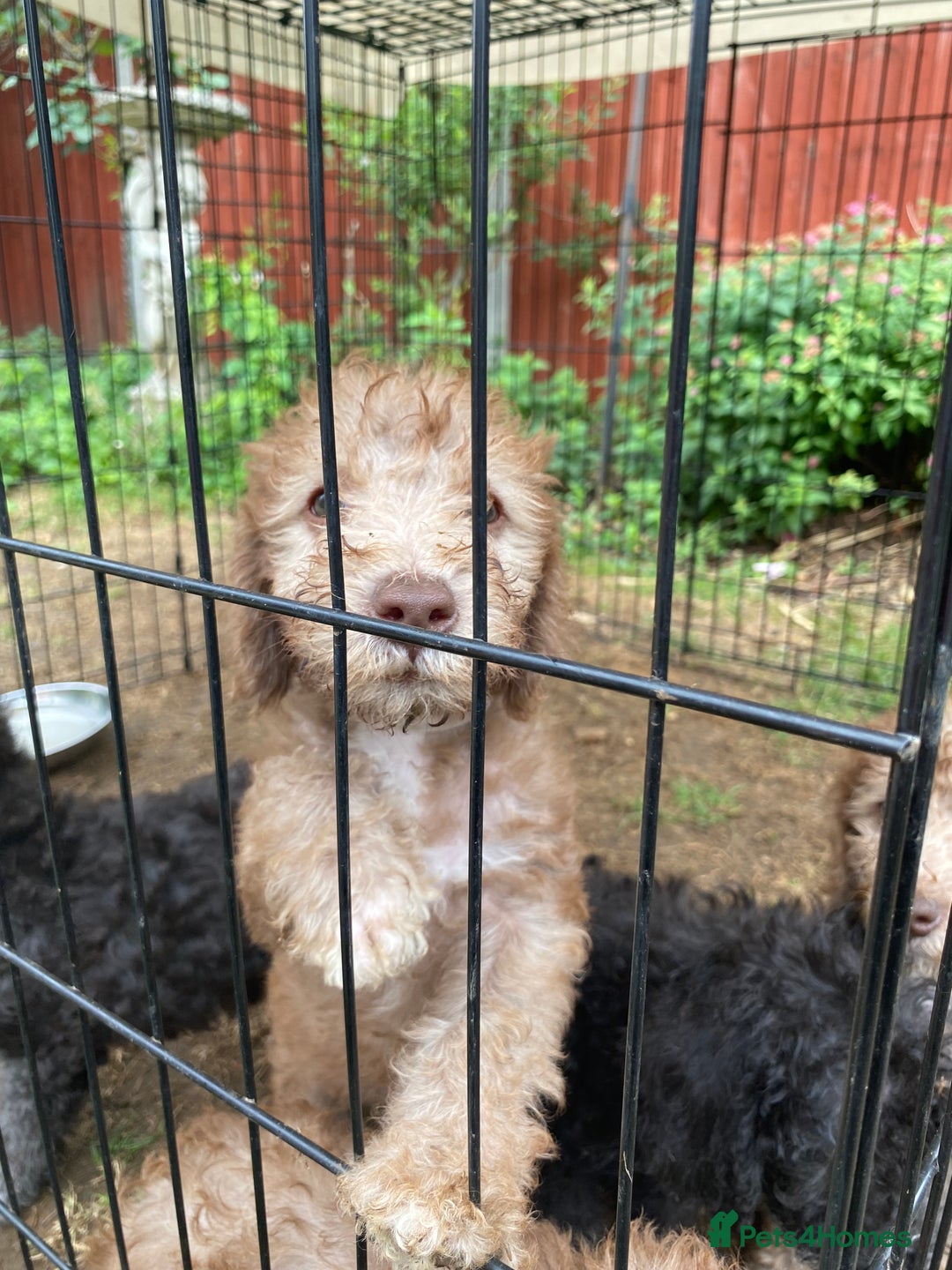 Bedlington Terrier dogs for sale: Bedlington Terrier puppies for sale in Hertford - Image 32