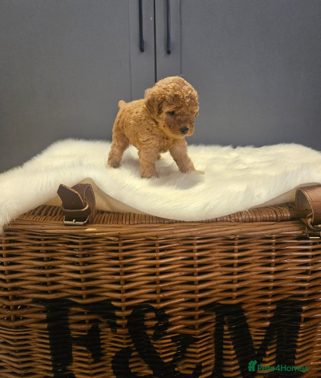 Cavapoo dogs for sale: Double curly coat cavapoo pups - Advert 5