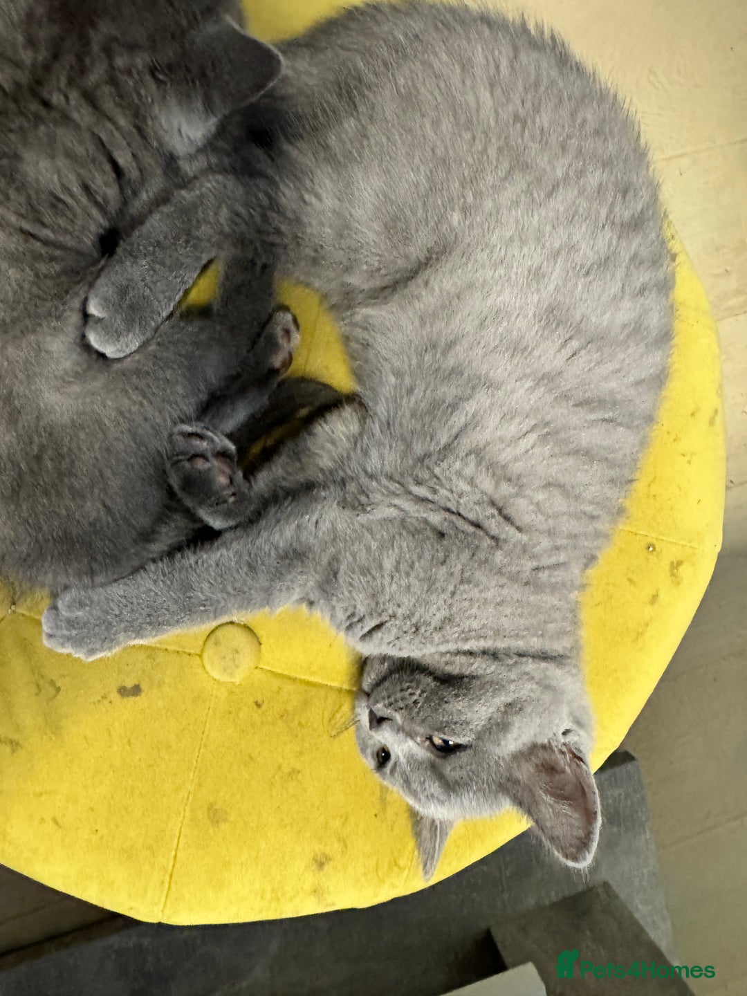 British Shorthair cats for sale: British shorthair Blue so beautiful  - Image 15