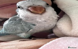 Parrots birds for sale: Silly tame Quakers looking for their forever home  - Image 6