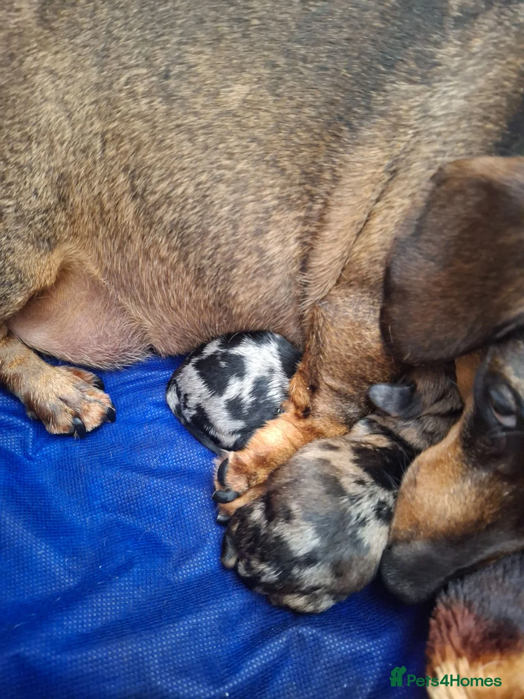 Dachshund dogs for sale: Beautiful mini dachshund puppies  - Advert 4