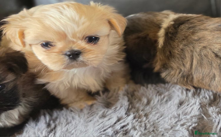 Shih Tzu dogs - Advert 15