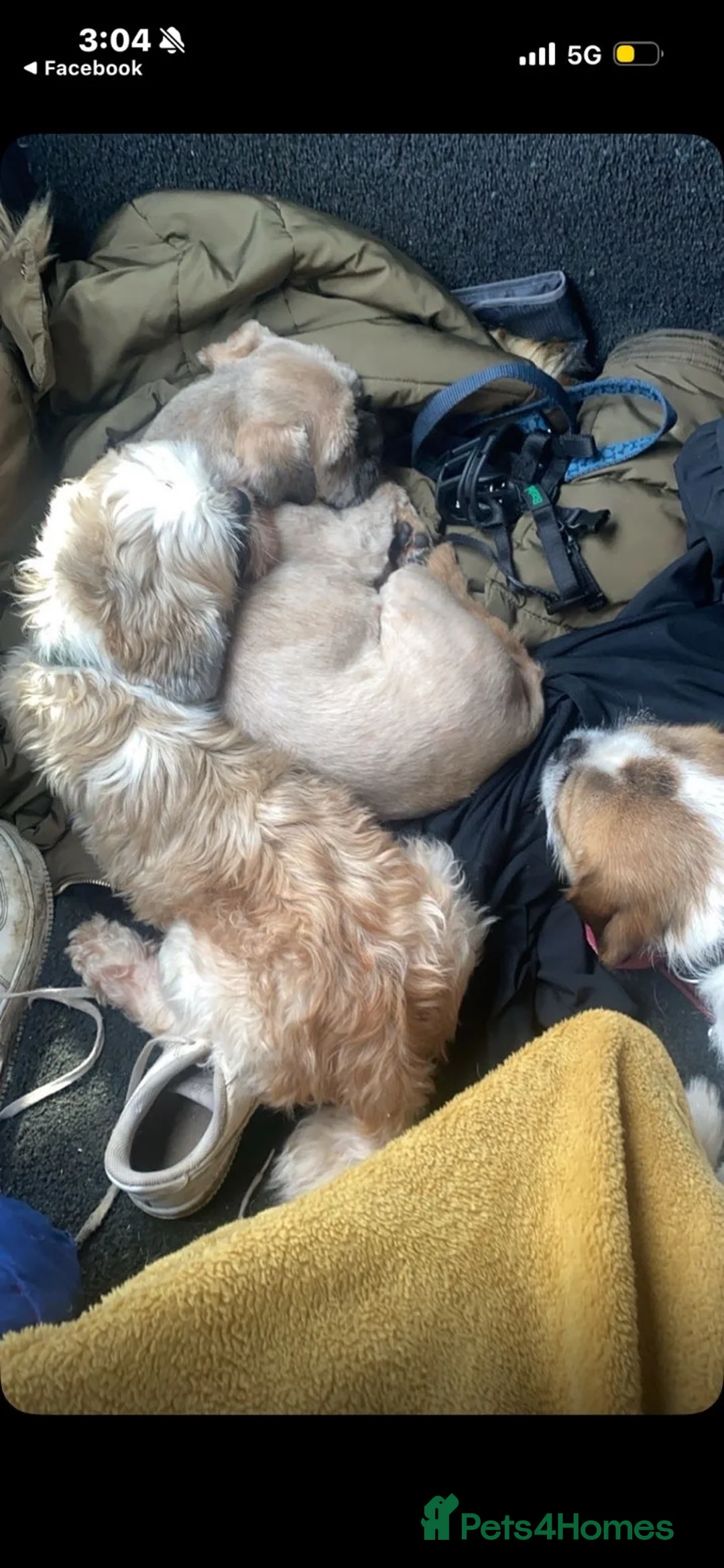 Shih Tzu dogs for sale: alfie and marley  - Advert 5