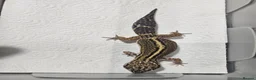 Leopard Gecko reptiles for sale: Black night leopard geckos  - Advert 19