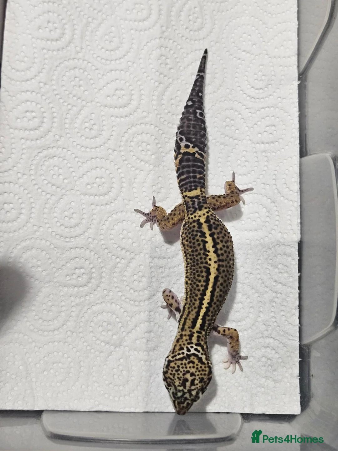 Leopard Gecko reptiles for sale: Black night leopard geckos  - Advert 19