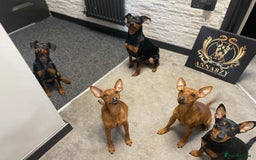 Miniature Pinscher dogs for sale: Pure 100% Miniature Pinscher-Licensed Breeder🐾❤️  - Image 13