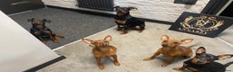 Miniature Pinscher dogs for sale: Pure 100% Miniature Pinscher-Licensed Breeder🐾❤️  - Advert 13
