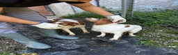 Brittany Spaniel dogs for adoption: Ula   in Consett - Advert 7