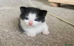 Mixed Breed cats for sale: Girl kitten - Image 1