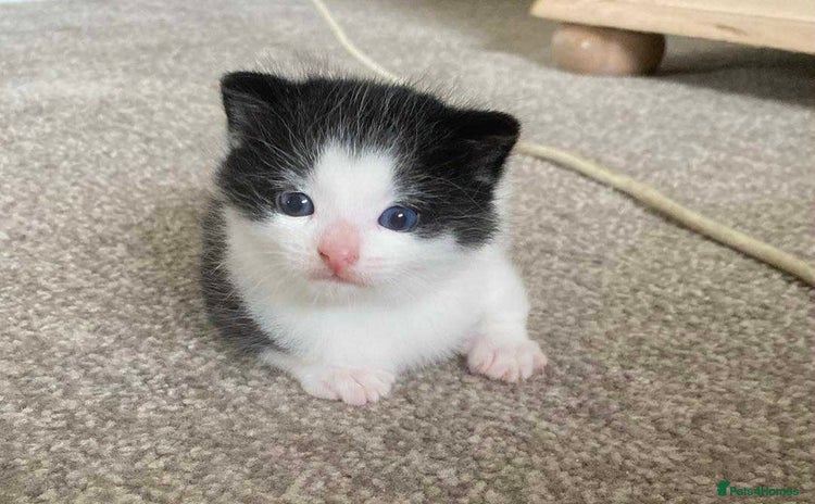 Mixed Breed cats - Advert 1