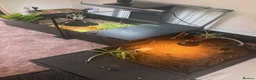 Tortoise reptiles for sale: Tortoise for sale  - Advert 3