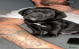 Cane Corso dogs for sale: 2 big cane Corso girls left ! Ready to go now  - Advert 2