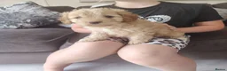 Cavapoo dogs for sale: Cavapoo puppys - Advert 6