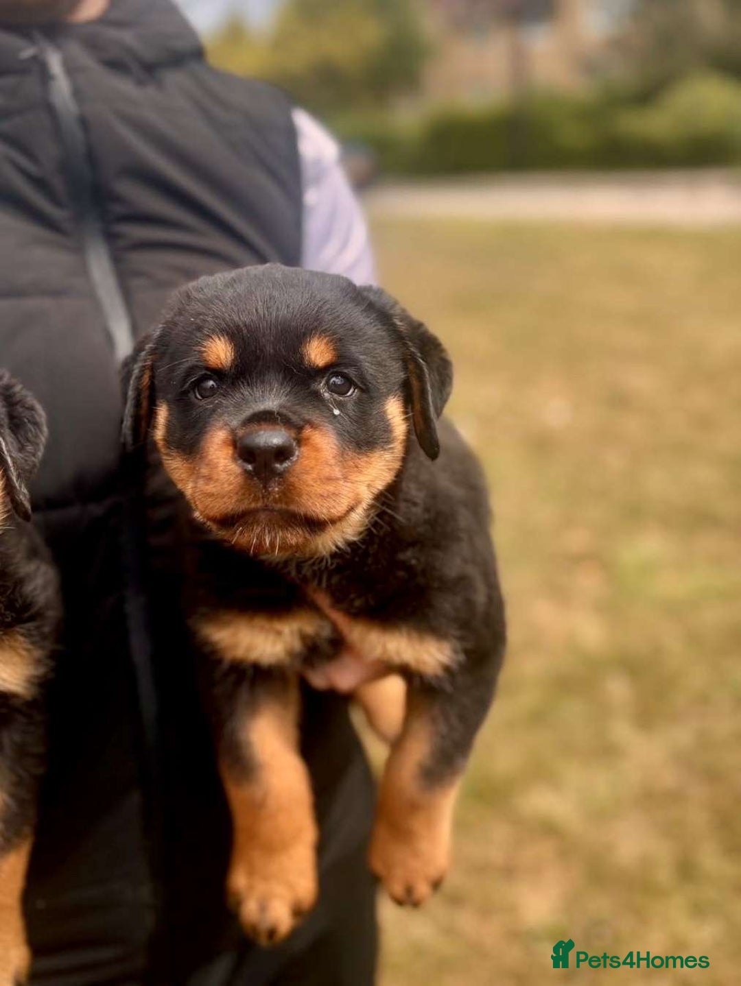 Rottweiler dogs for sale: Female Rottweiler pup for sale  - Image 10