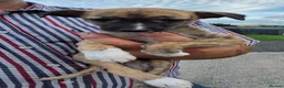 Whippet dogs for sale: Beautiful whippets  - Advert 6