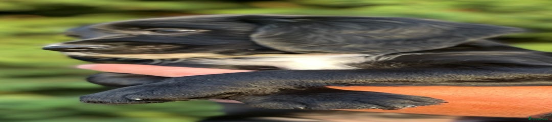 Sprocker Puppy 2