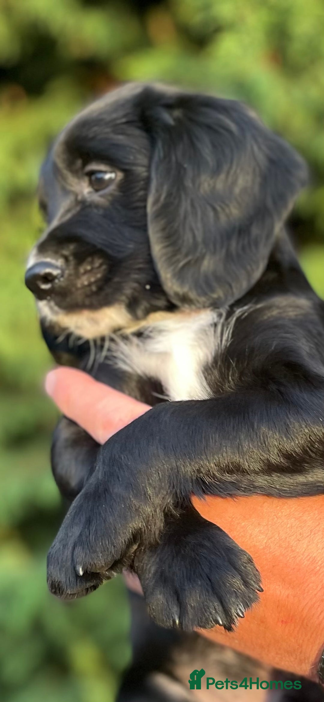 Sprocker dogs for sale: Adorable sprockers  - Image 33