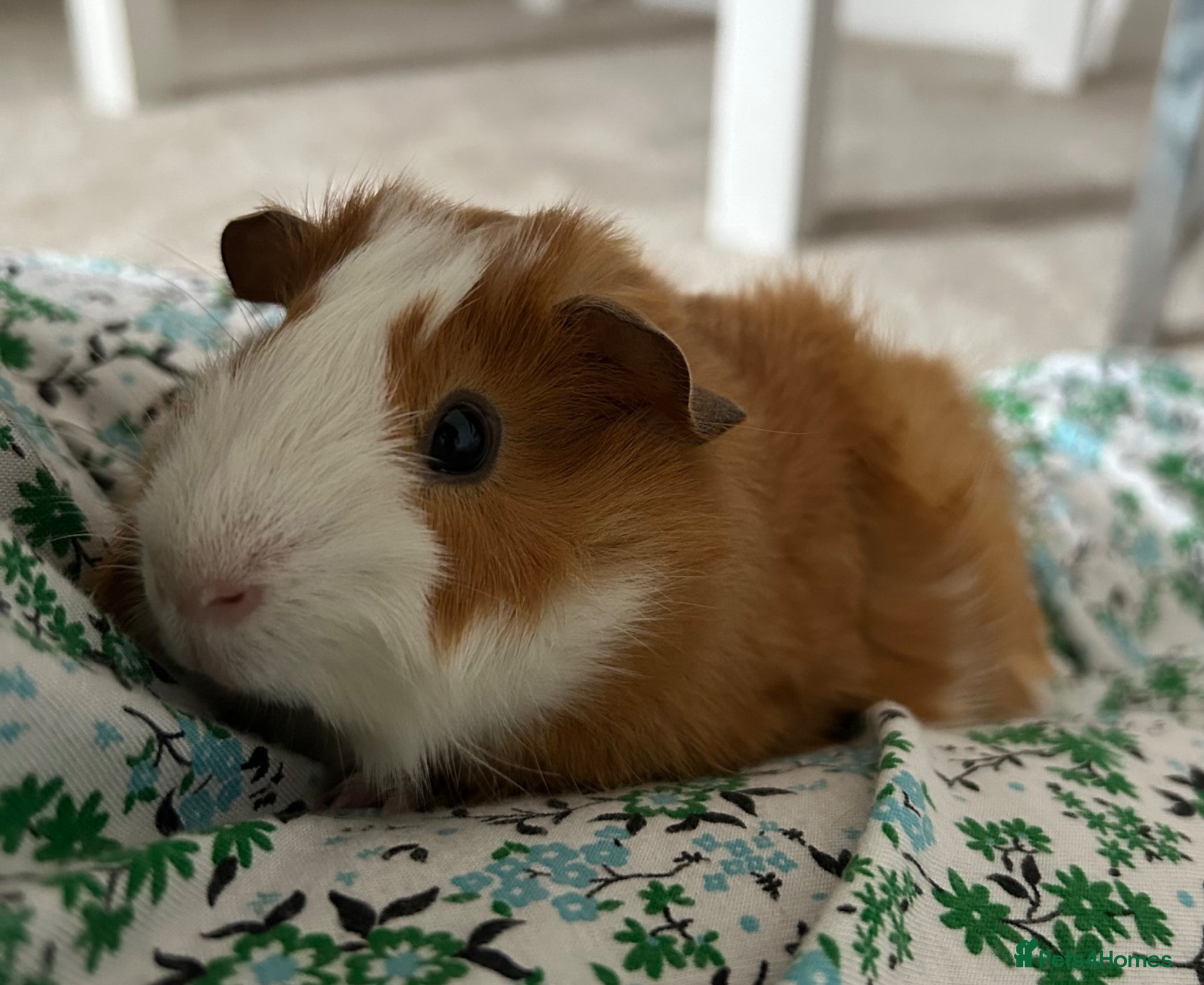 Guinea Pig rodents for sale: 2 female guinea pigs - Advert 1