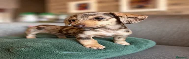 Miniature Dachshund Puppy 2