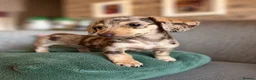 Miniature Dachshund dogs for sale: KC registered Miniature dachshund puppy’s  - Advert 10