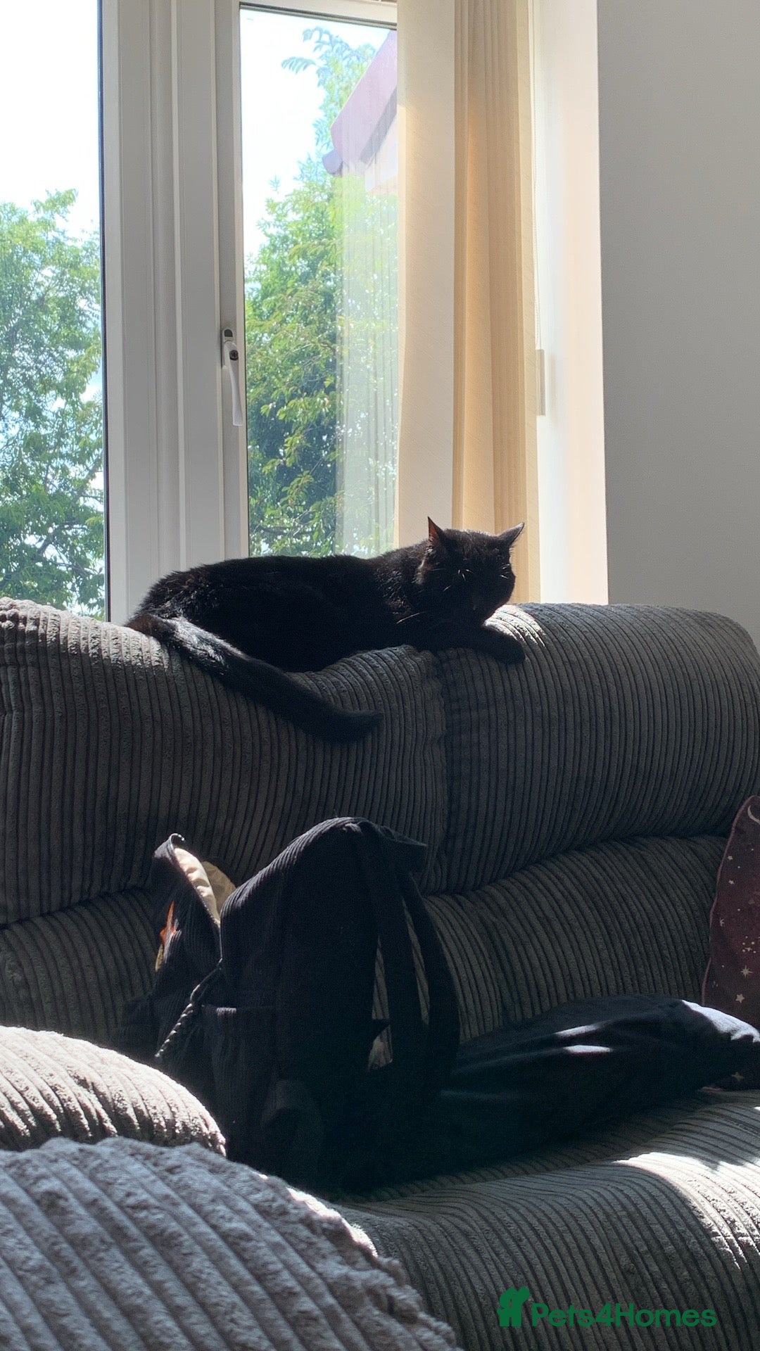 Domestic Shorthair cats for sale: Donnie, loving boy - Image 3
